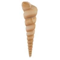Ракушки декоративные ZLATKA / Blumentag 5 шт Turritella Terebra DRF-025