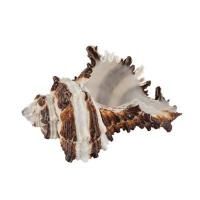 Ракушки декоративные ZLATKA / Blumentag 3 шт Vasum Cornigerum DRF-026