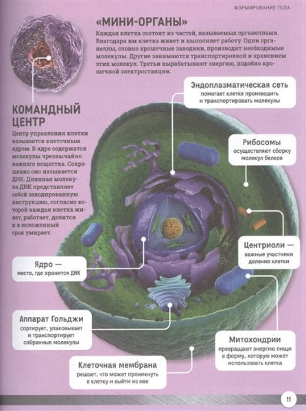 Книга: Как устроено твое тело ROS-38817