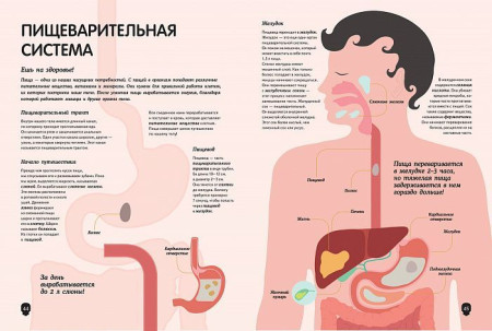Книга: Тело человека. Визуальный гид ROS-36713