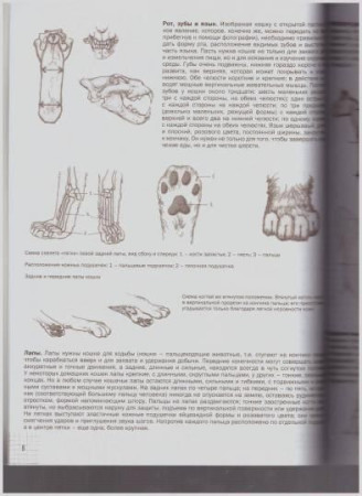 Книга Э: Кошки: Рисуем по сеткам 978-5-04-097529-7