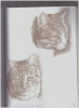 Книга Э: Кошки: Рисуем по сеткам 978-5-04-097529-7