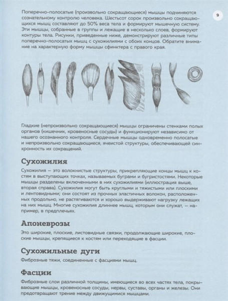 Книга: Анатомия для художников. Практический курс EKS-998876