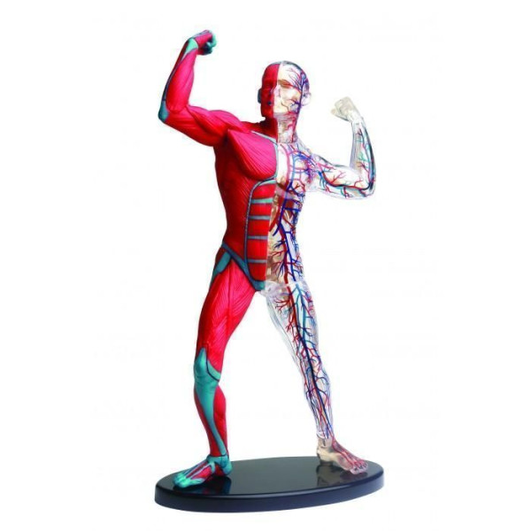 Анатомический набор Edu-Toys Muscle&Skeleton TT-SK056