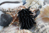 Бусины Чехия PRECIOSA Thorn 1 111-01340-00 10 г 02010