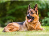 Пазл Castorland 300 German Shepherd B-030200