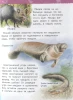 Книга: Джунгли (Энциклопедия для детского сада) ROS-35067